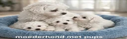 Maltezer honden te koop: Super mooie maltezer pup - Advertentie 1