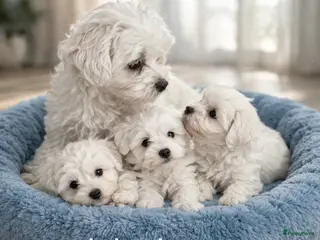 Maltezer honden Super mooie maltezer pup - Advertentie 1