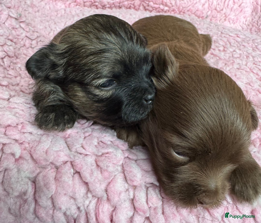 Bolonka Zwetna honden te koop: Bolonka Zwetna pups - kleine knuffels - Advertentie 3