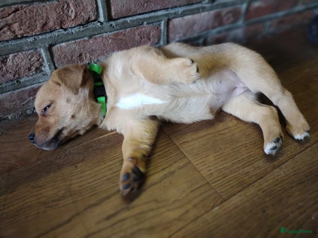 Kruising honden te koop: Unieke Jack-a-Ranian pups uit bewezen combinatie - Advertentie 29