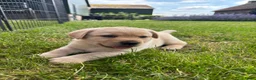 Labrador Retriever honden te koop: Mooie stamboom labrador pups - Advertentie 4