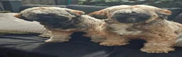 Tibetaanse Terriër honden te koop: Raszuivere Tibetaanse Terriër pups  - Advertentie 19