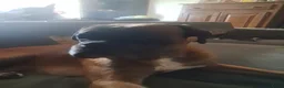Boxer honden te koop: Boxer puppy's te koop in Maastricht - Advertentie 6