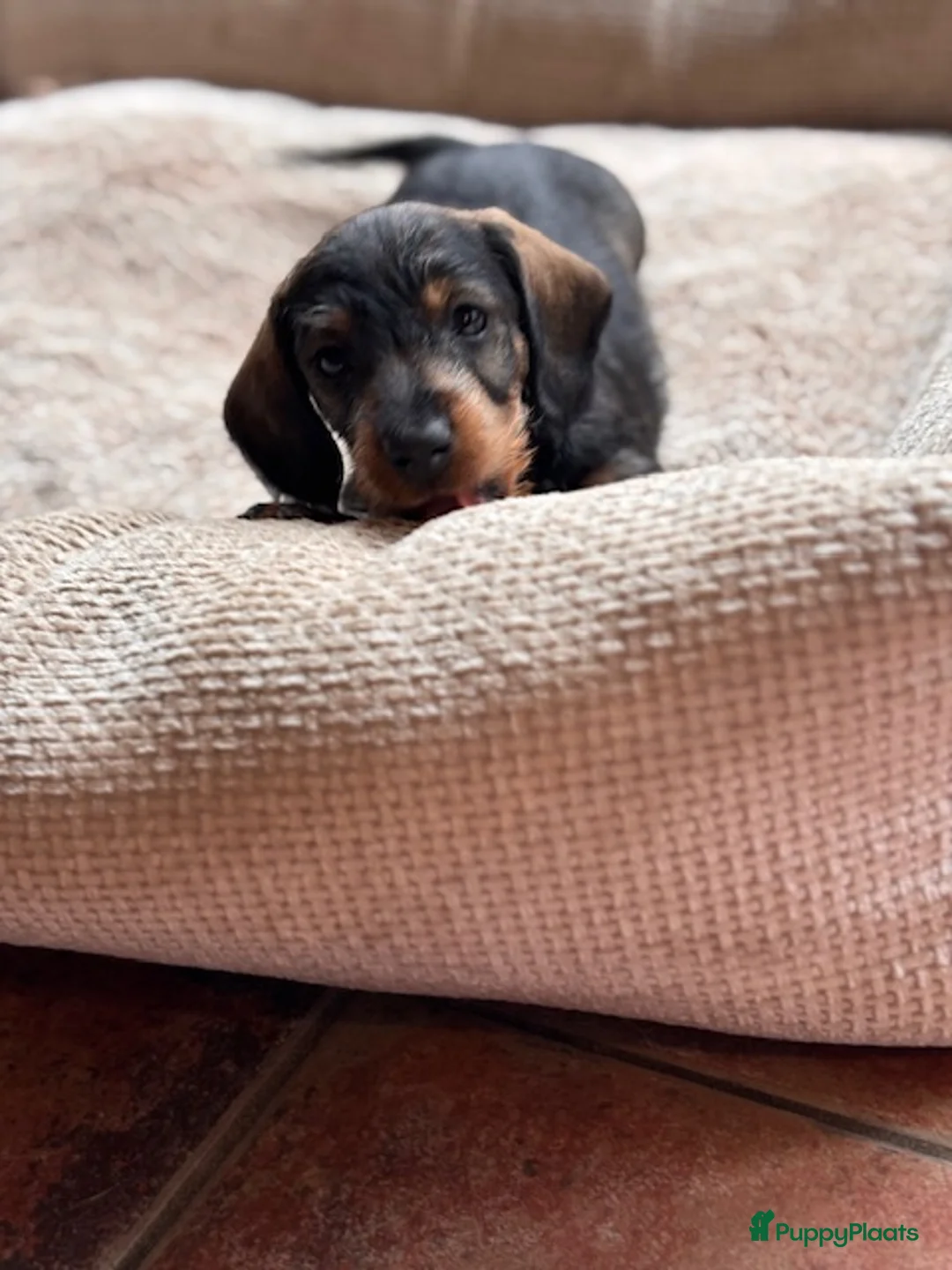 Ruwhaar Teckel honden te koop:  ruwhaar dwergteckel pups MET STAMBOOM  - Advertentie 3