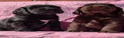 Kruising honden te koop: Kr .engelsecockerspaniel pups  - Advertentie 7