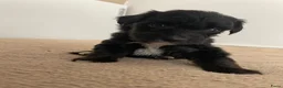 Aussiedoodle honden te koop: Aussiedoodle Aussie/Toy poedel - Advertentie 9