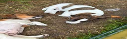 Jack Russel Terriër honden te koop: Nog 2 mooie Jack Russel Pups - Advertentie 5