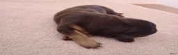 Kruising honden te koop: Charcoal and tan - Creme infused & Shaded Cream - Advertentie 3