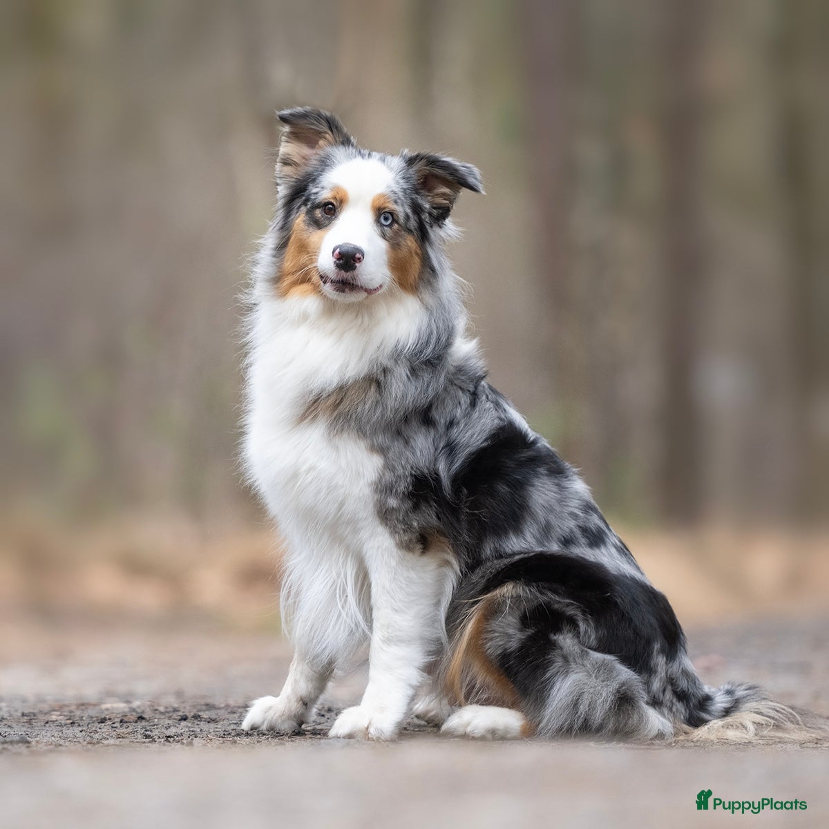 Australian Shepherd honden Australian shepherd pups - Advertentie 2