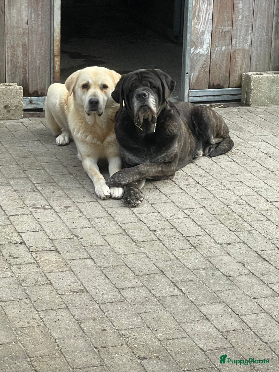 Anatolische Herdershond honden te koop: Mooie Kangal pups beschikbaar  - Advertentie 1
