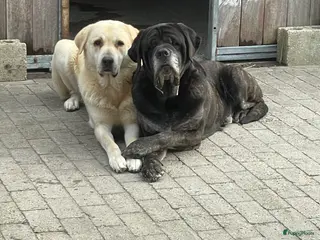 Anatolische Herdershond honden Mooie Kangal pups beschikbaar - Advertentie 19