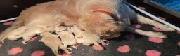Golden Retriever honden te koop: Mooie witblonde golden retriever puppy’s  - Advertentie 3