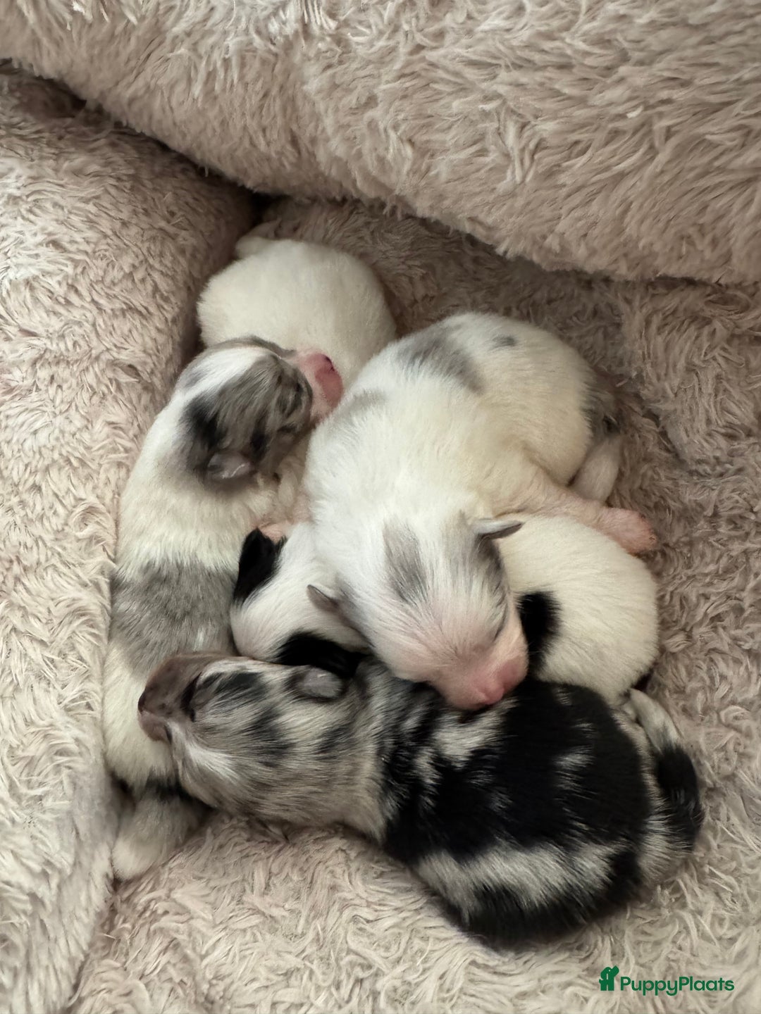 Pomeriaan honden te koop:  puppies met blauwe oogjes 😍 in Zoetermeer - Afbeelding 13