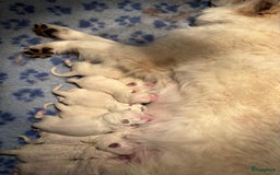Zwitserse Witte Herdershond honden te koop: raszuivere lieve zwitserse witte herder pups in Nieuwland - Afbeelding 16