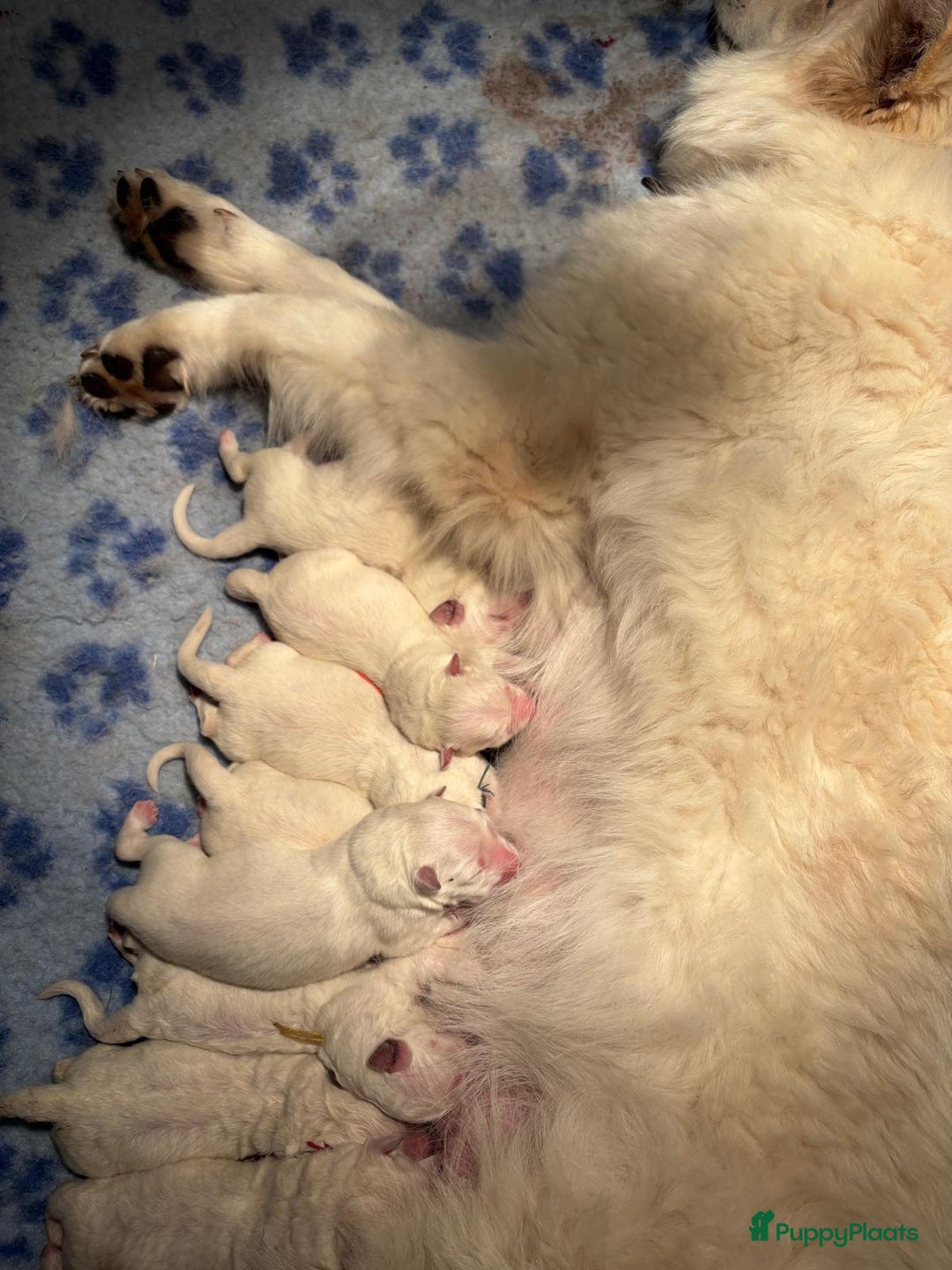 Zwitserse Witte Herdershond honden te koop: raszuivere lieve zwitserse witte herder pups in Nieuwland - Afbeelding 16