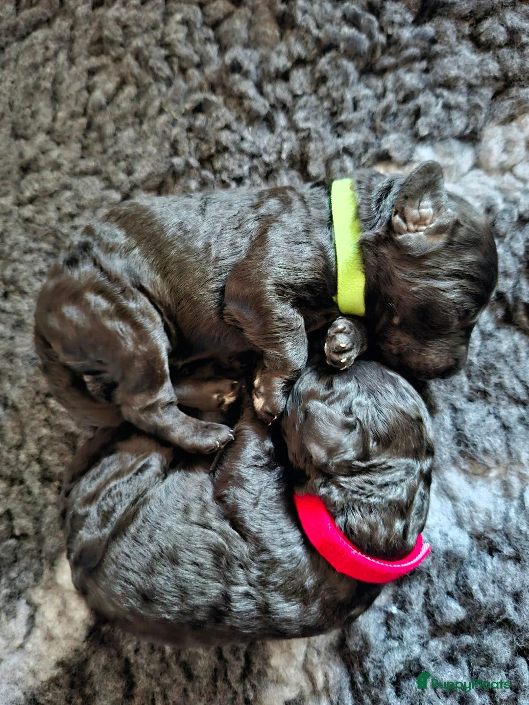 Kruising honden te koop: Medium Multigen labradoodle pups - Advertentie 2