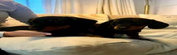 Teckel (korthaar)  honden te koop: Lief gladharig en ruwharig black and tan reutje - Advertentie 1