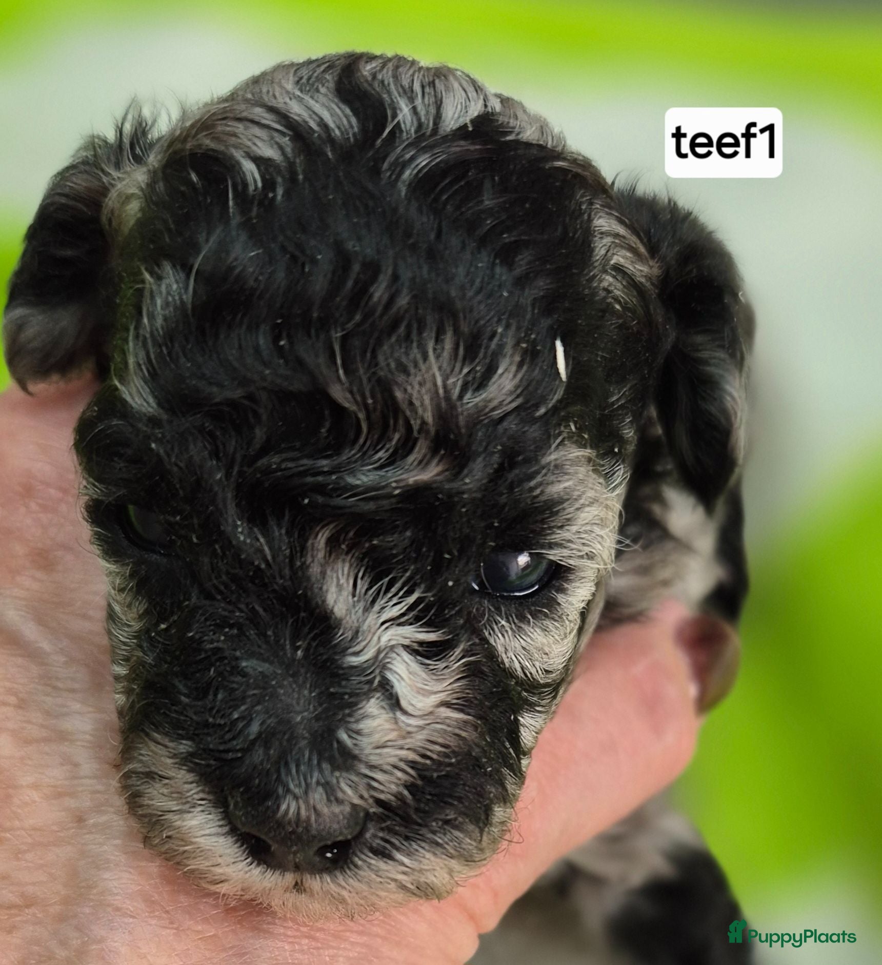 Dwergpoedel honden Schitterende Merle dwerg poedel pups - Advertentie 1