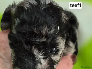 Dwergpoedel honden Schitterende Merle dwerg poedel pups - Advertentie 1