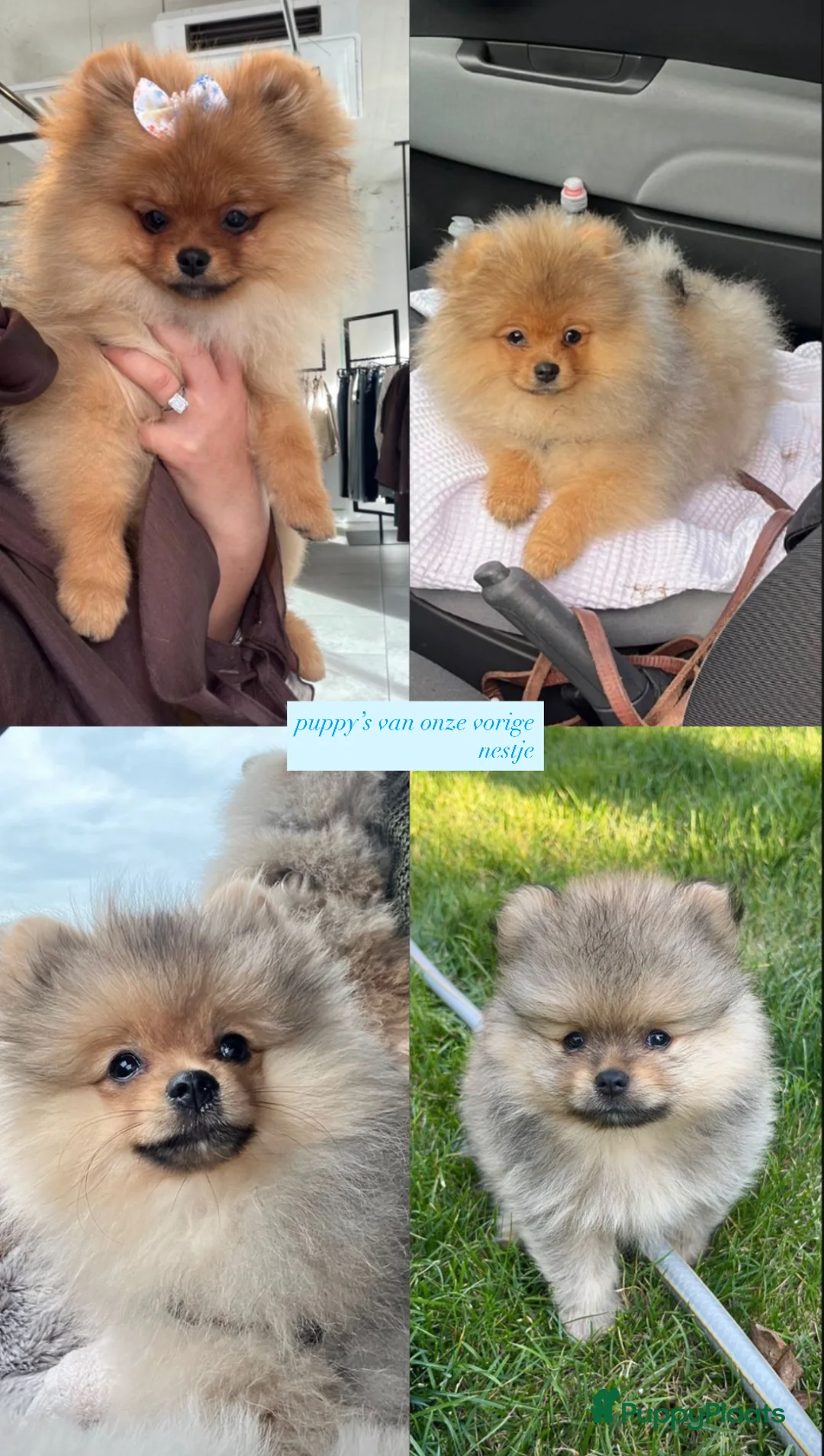 Pomeriaan honden te koop: Pomeriaan pups te koop  - Advertentie 12