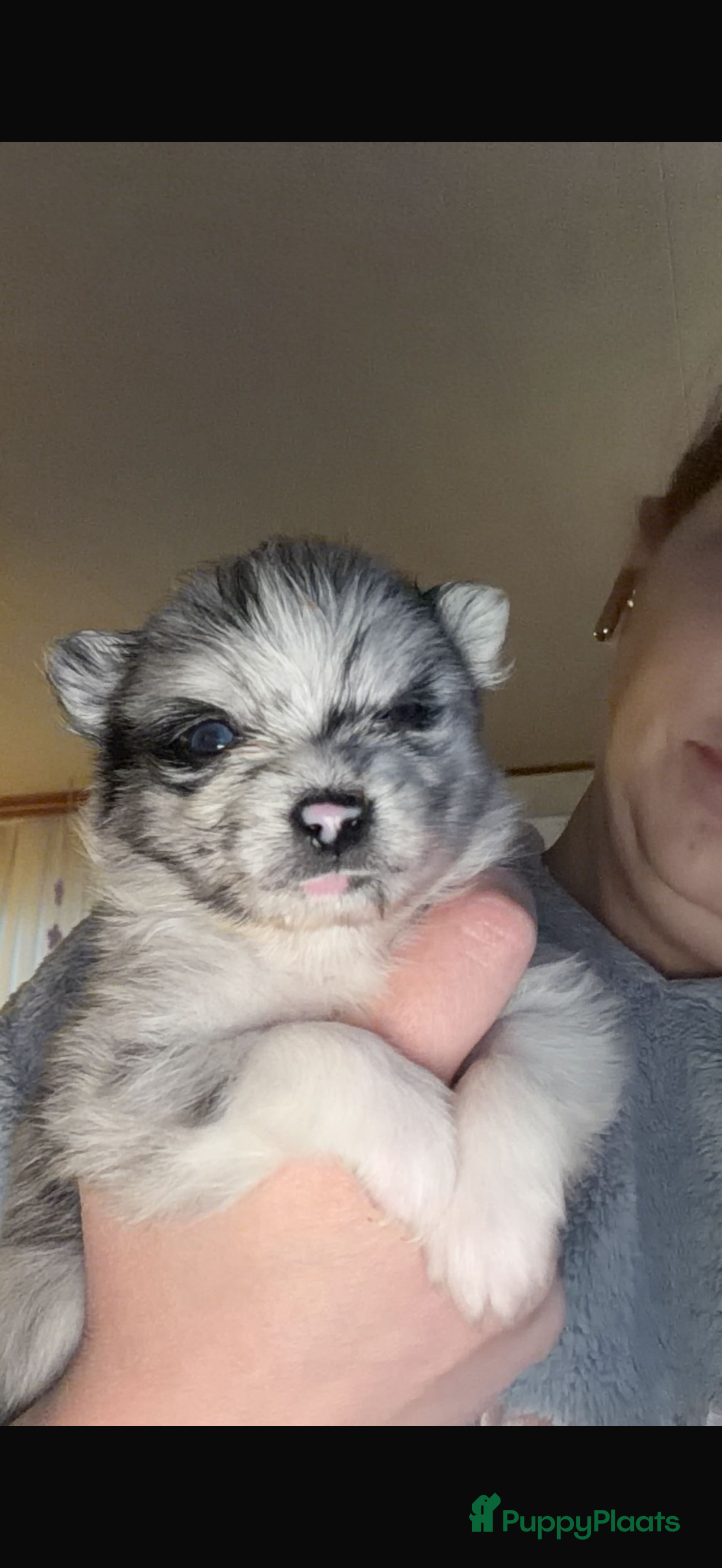 Pomchi honden Mooie pomchi reutjes  - Advertentie 1