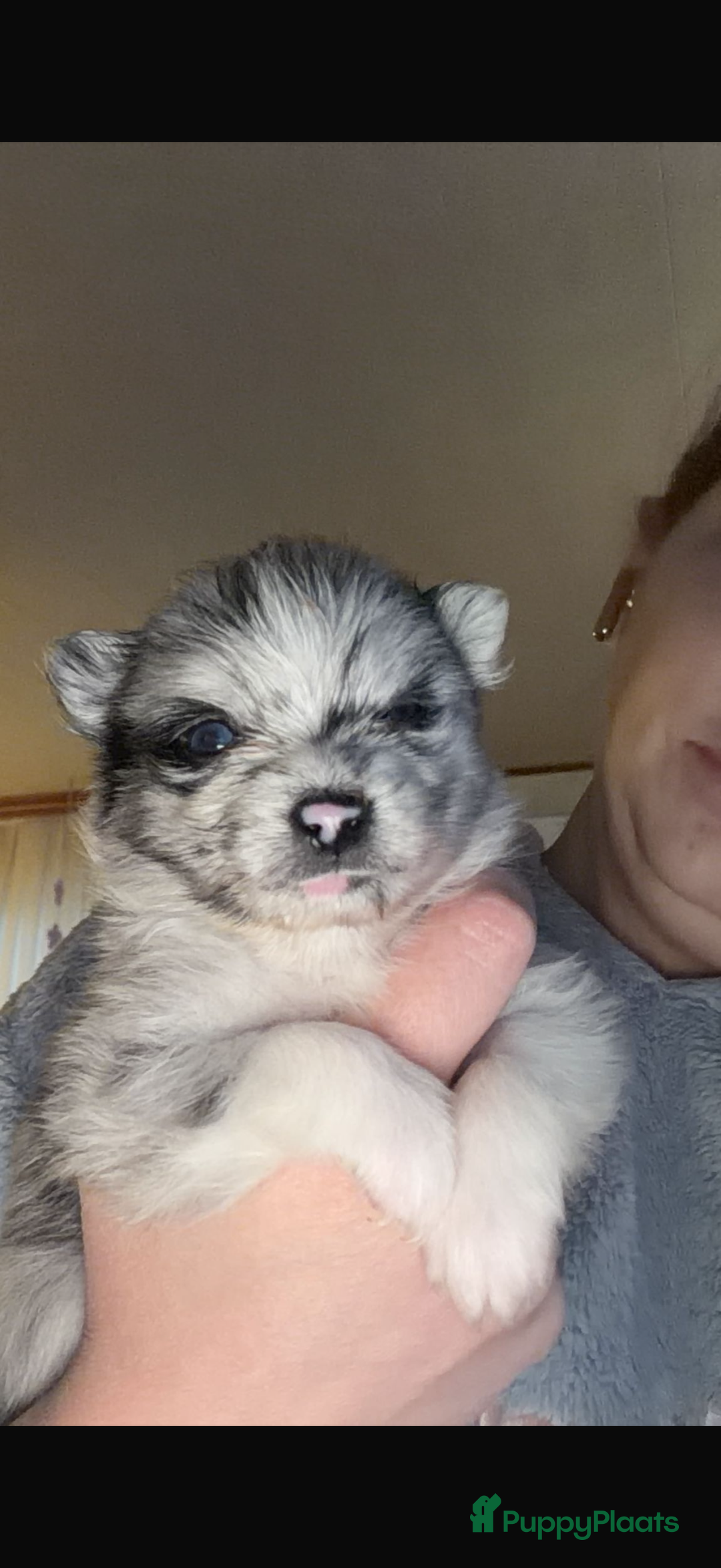 Pomchi honden te koop: Mooie pomchi reutjes  - Advertentie 1