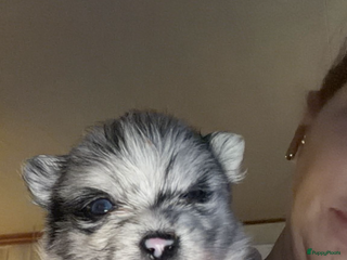 Pomchi honden Mooie pomchi reutjes - Advertentie 2