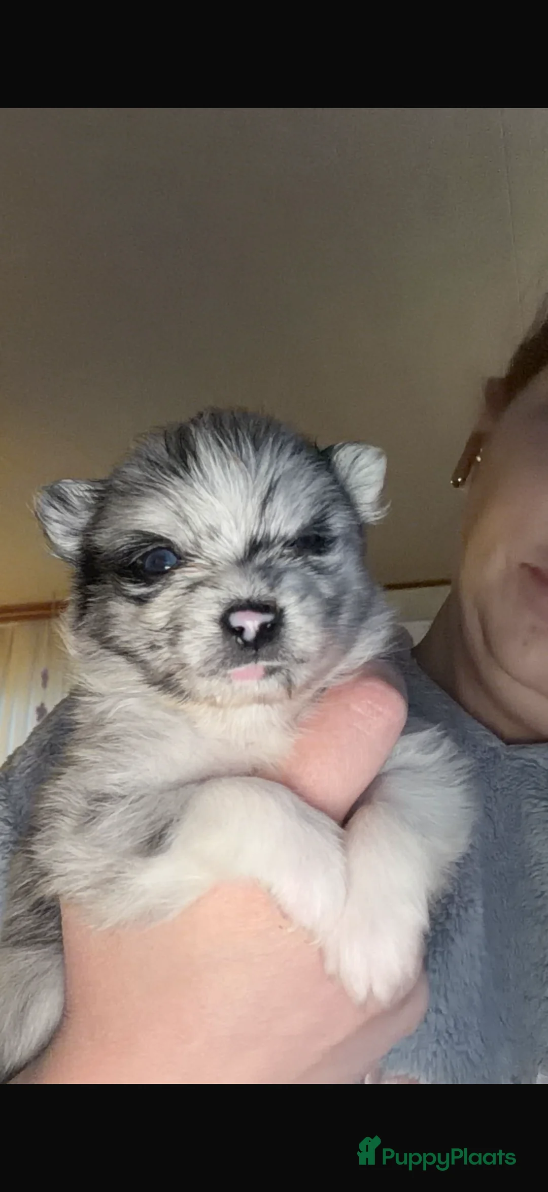 Pomchi honden te koop: Mooie pomchi reutjes  - Advertentie 1