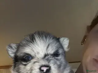 Pomchi honden Mooie pomchi reutjes - Advertentie 5