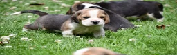 Beagle honden te koop: Prachtige Beagle pups  - Advertentie 4