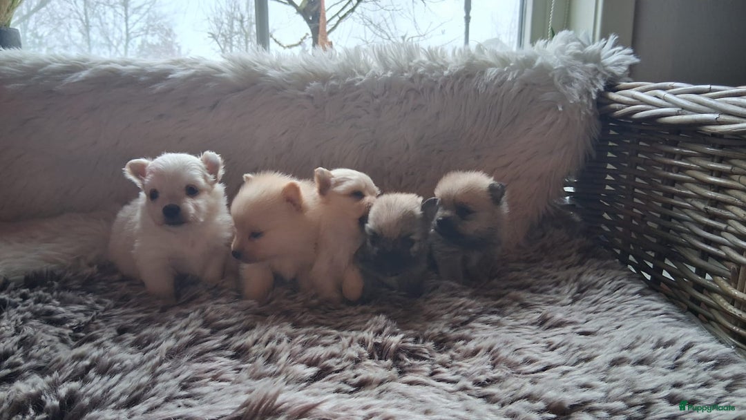 Pomchi honden te koop: Prachtige pomeriaan x pomchi's pups  - Advertentie 11