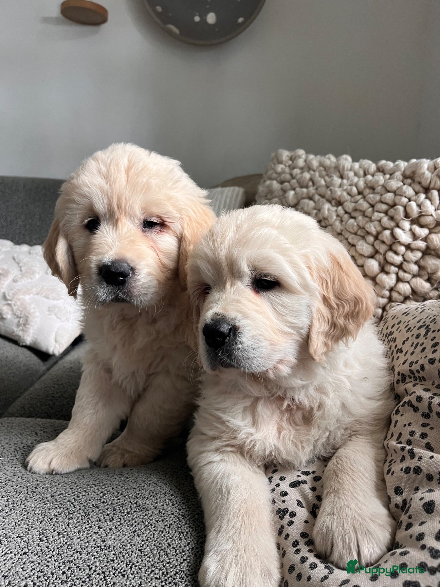 Golden Retriever honden Golden retriever pups🐶❤️ - Advertentie 1