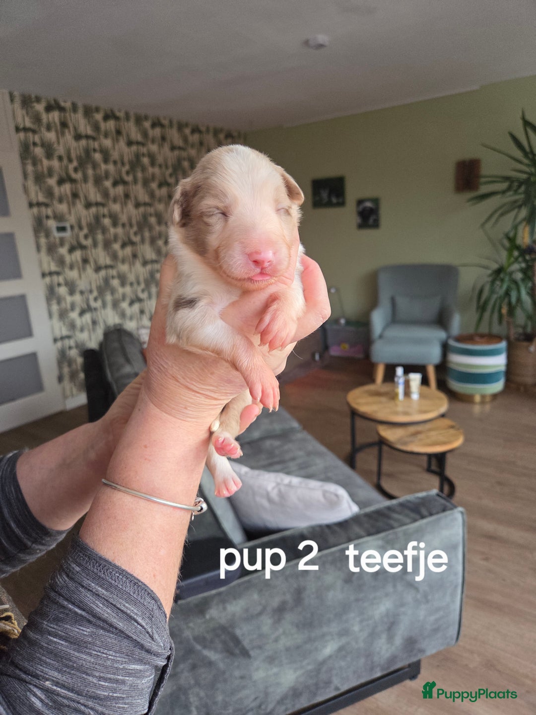 Border Collie honden te koop: Bordercollie pups te koop - Advertentie 4