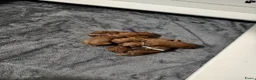 Poedel Toy honden te koop: Poedel toy pups 🐩🥰 - Advertentie 5