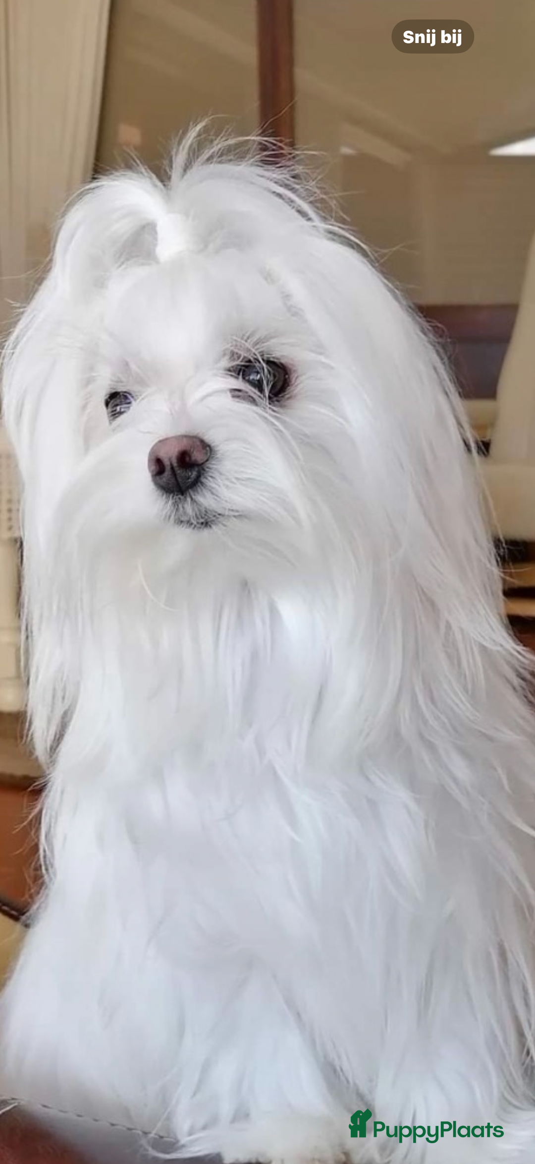 Maltezer honden te koop: Toy Maltezer pups - Advertentie 1