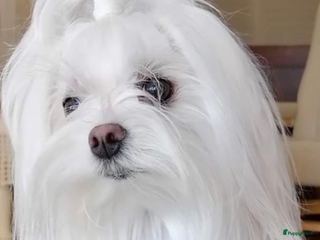 Maltezer honden Toy Maltezer pups - Advertentie 1