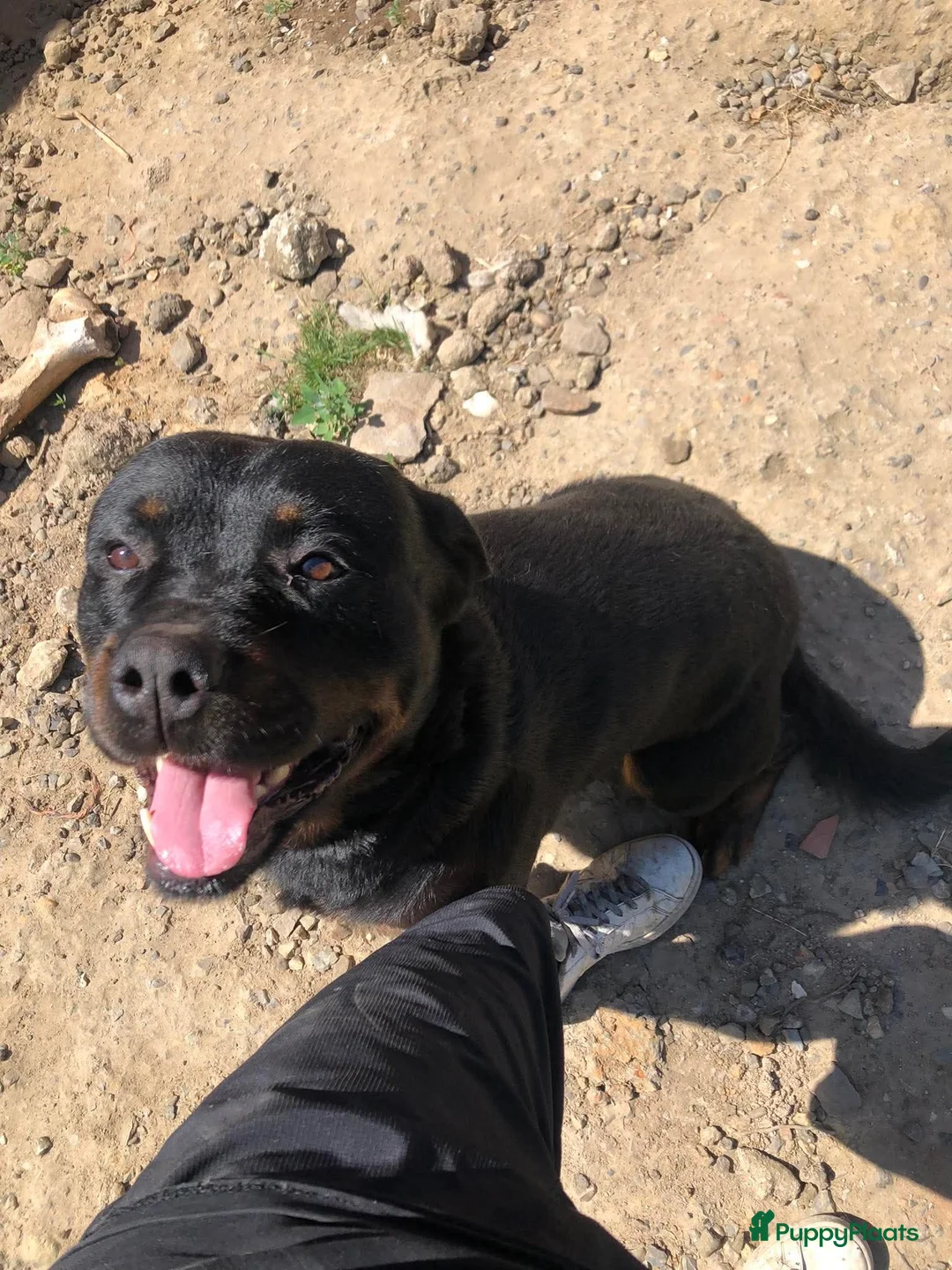 Rottweiler honden ter adoptie: rottweiler reu (barry) 8j moet weg! - Advertentie 4