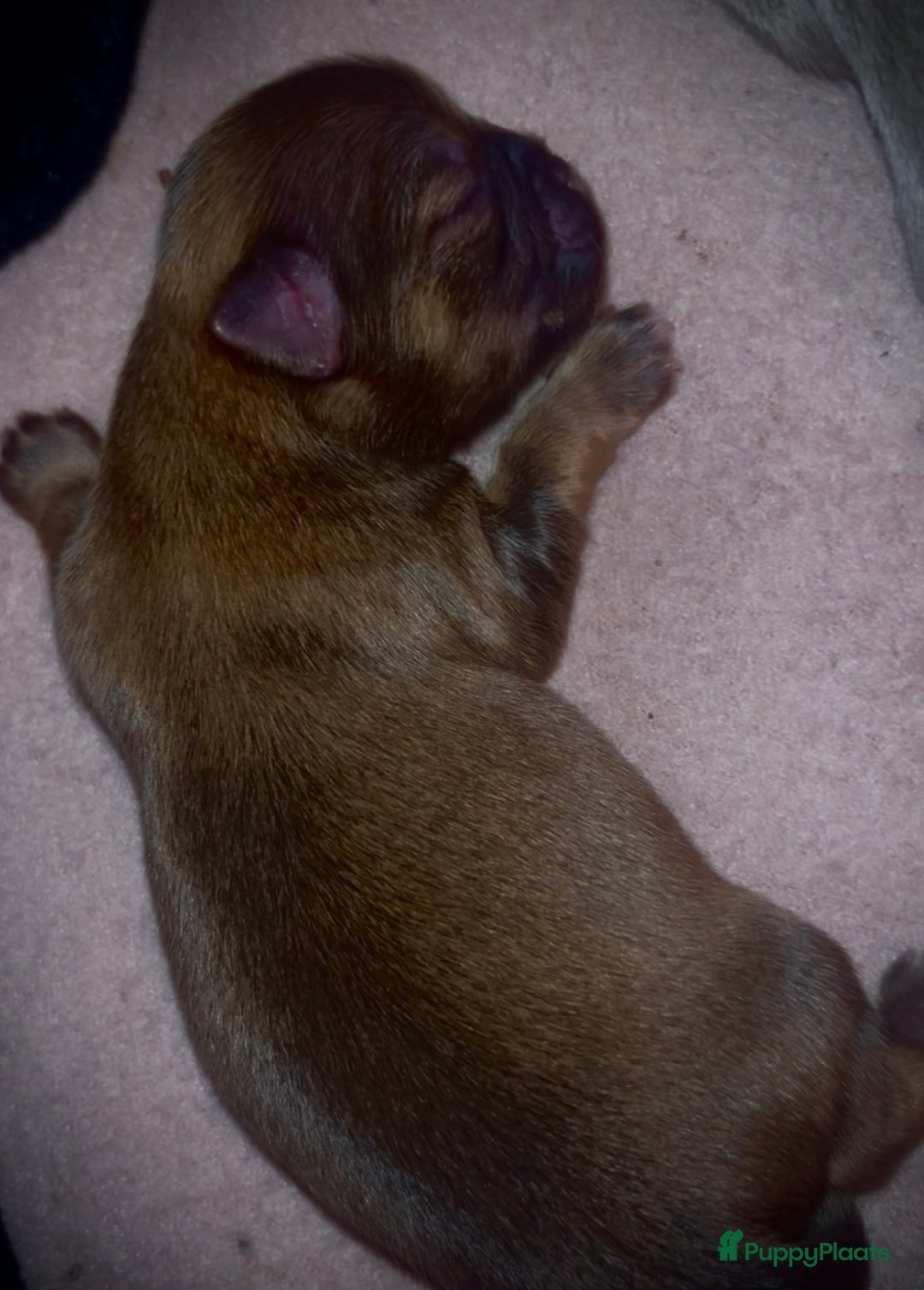 Chihuahua honden te koop: Chihuahua pupjes langhaar - Advertentie 2