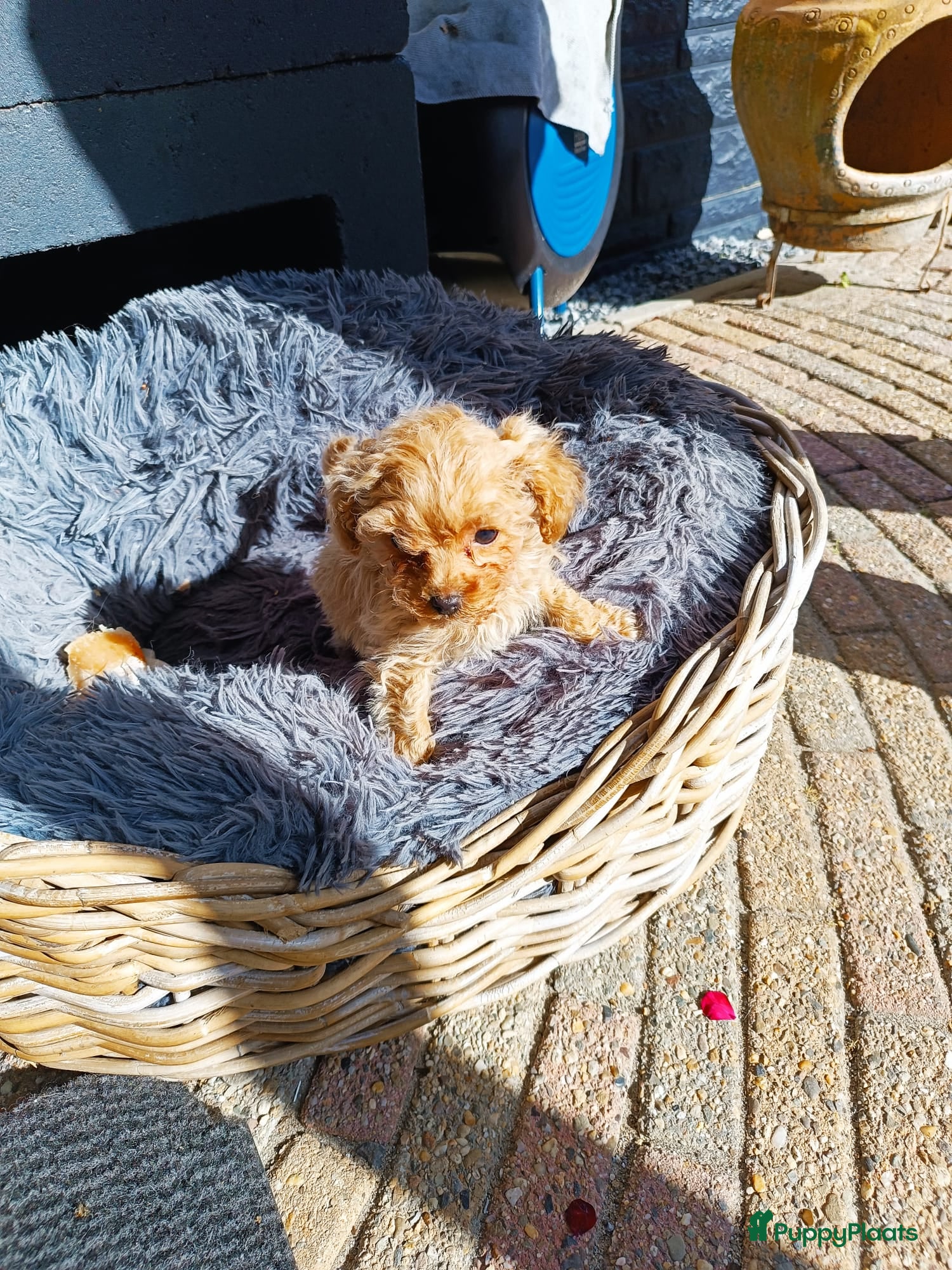 Poedel Toy honden Toypoedel pup - Advertentie 1