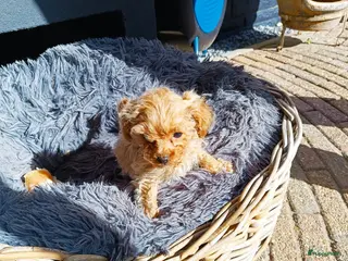 Poedel Toy honden Toypoedel pup - Advertentie 1