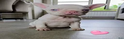 Franse Bulldog honden te koop: Prachtige Franse bulldogPups - Advertentie 11