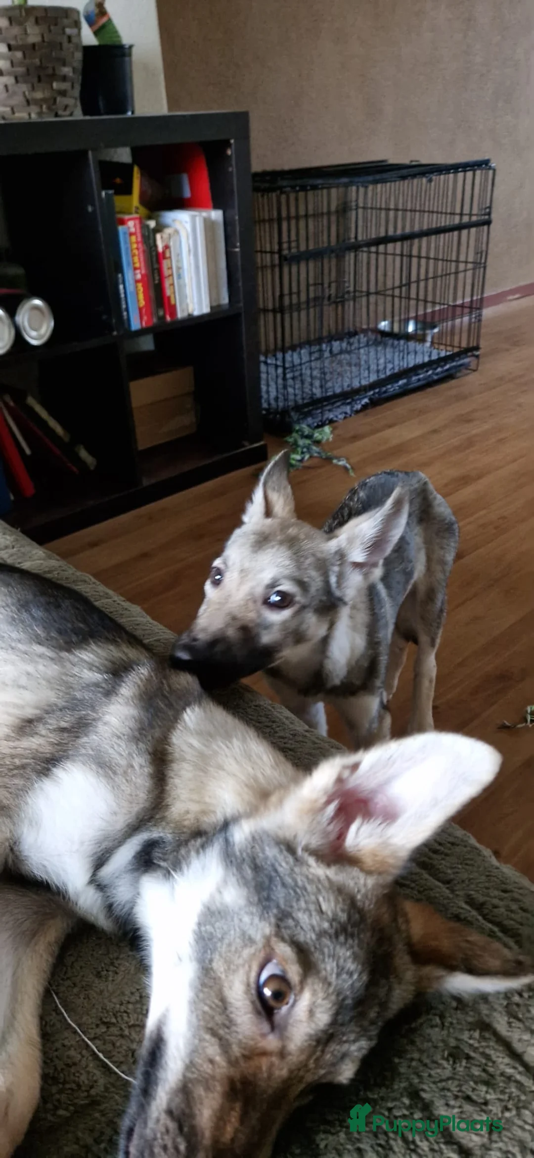 Kruising honden te koop: Tsjechoslowaakse Wolfhond x Tervuerense Herdertjes - Advertentie 5