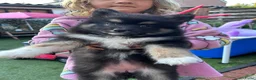 Pomsky honden te koop: 6 pomskys in Langeweg - Advertentie 6