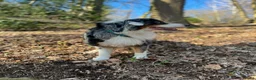 Australian Shepherd honden te koop: Super leuke Ausie pups - Advertentie 15