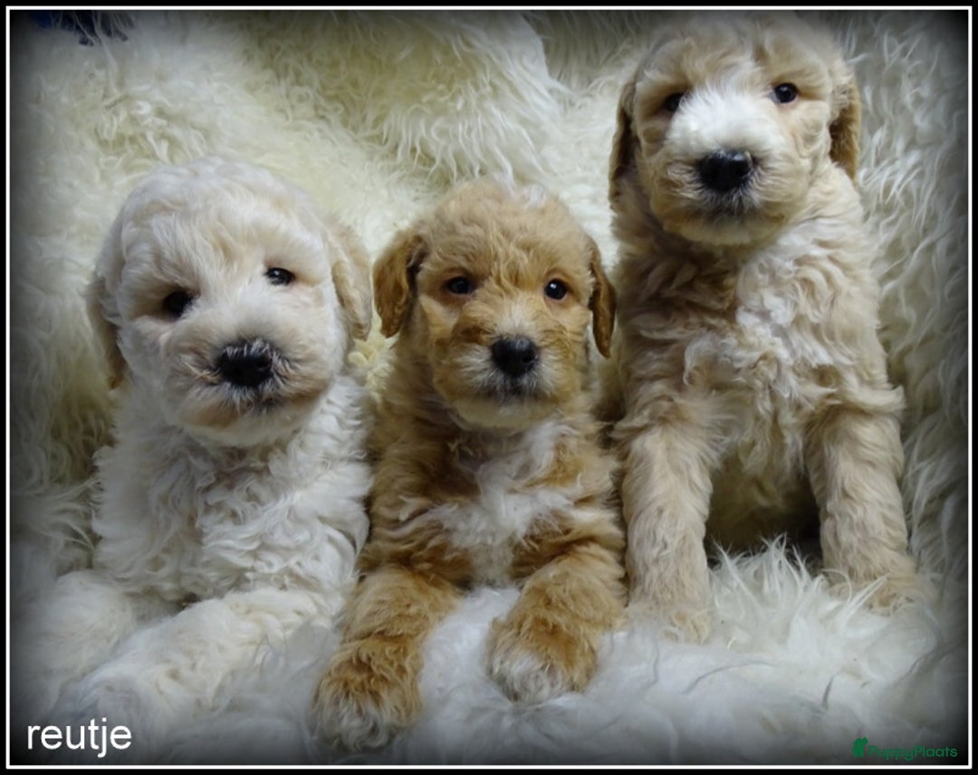 Labradoodle honden te koop: Labradoodle F4 medium pups - Advertentie 12