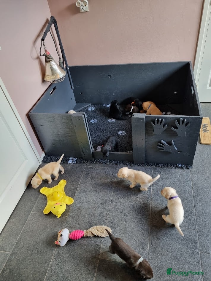 Labrador Retriever honden Labrador Pups - Advertentie 1