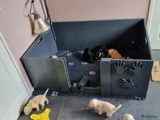 Labrador Retriever honden Labrador Pups - Advertentie 2