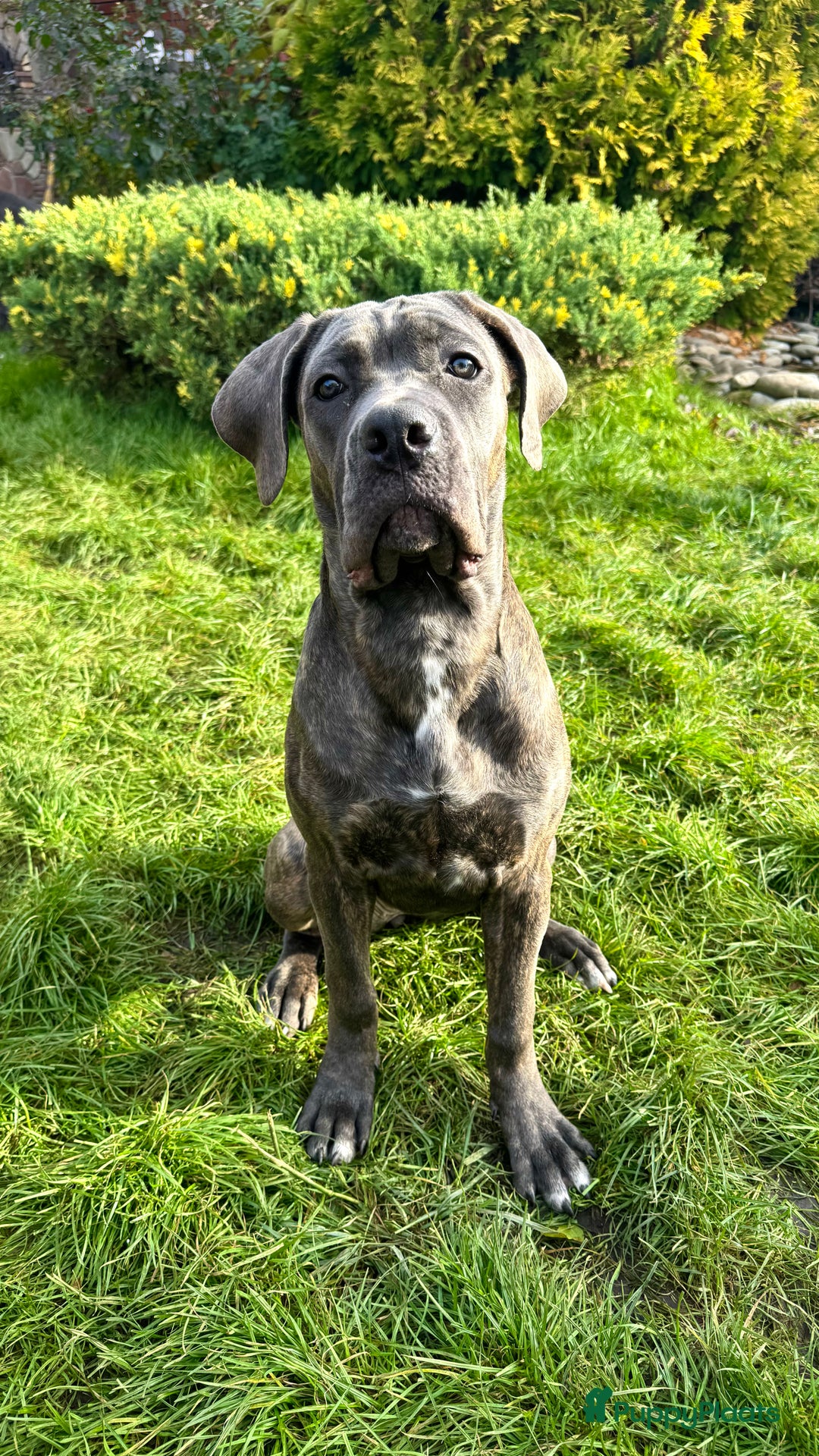 Cane Corso honden te koop: Trained Cane Corso puppies - Advertentie 4