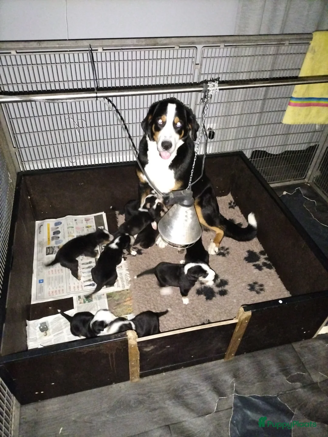 Grote Zwitserse Sennenhond honden te koop: Super leuke grote Zwitserse Sennen pups - Advertentie 2