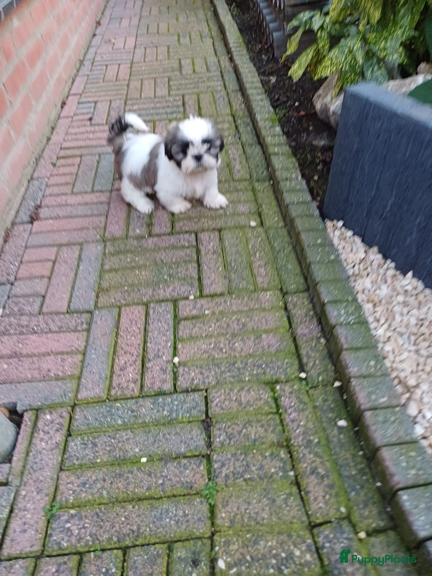 Shih Tzu honden  Nog 1 ras zuiver shih tzu  pup - Advertentie 1